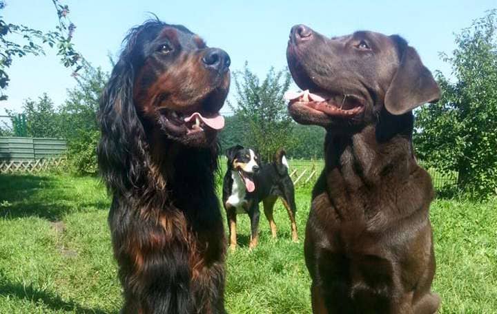 Drei Hundegäste genießen Seite an Seite die Sonne auf der Wiese des Auehofs
