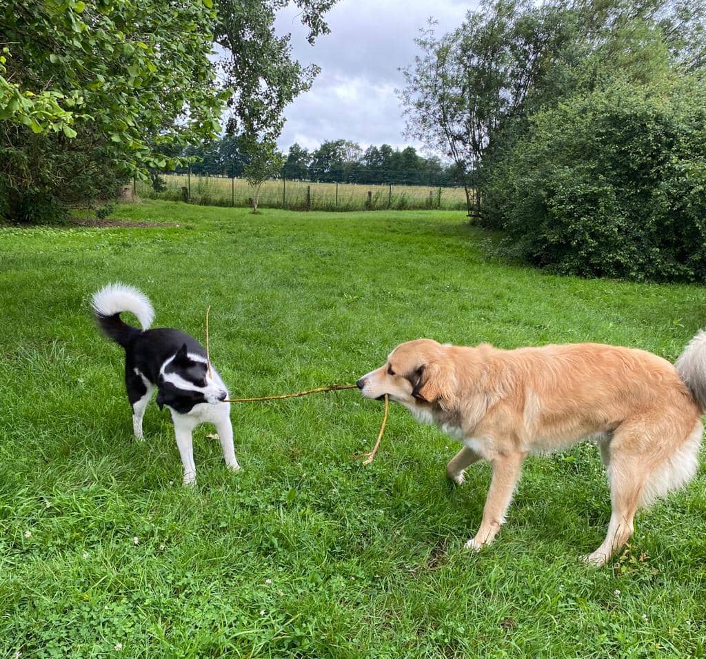 Zwei Hunde spielen im Freilauf Tauziehen mit einem Stock