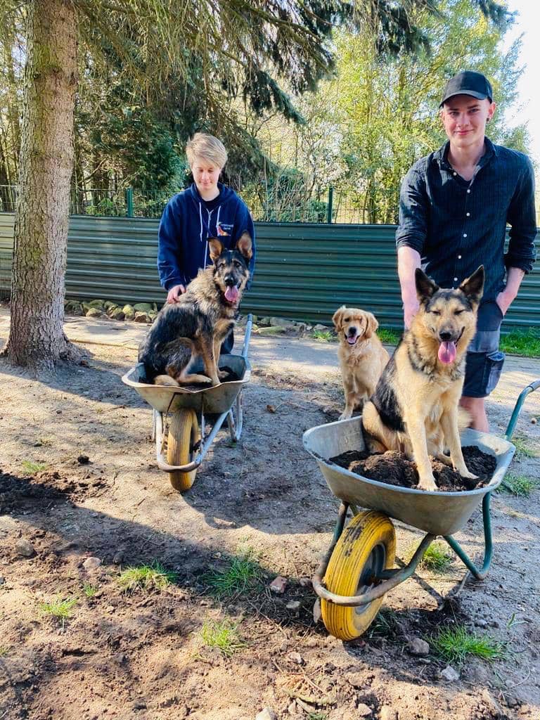 Zwei Betreuer bei der Gartenarbeit – die Hunde sitzen mitten in den Schubkarren