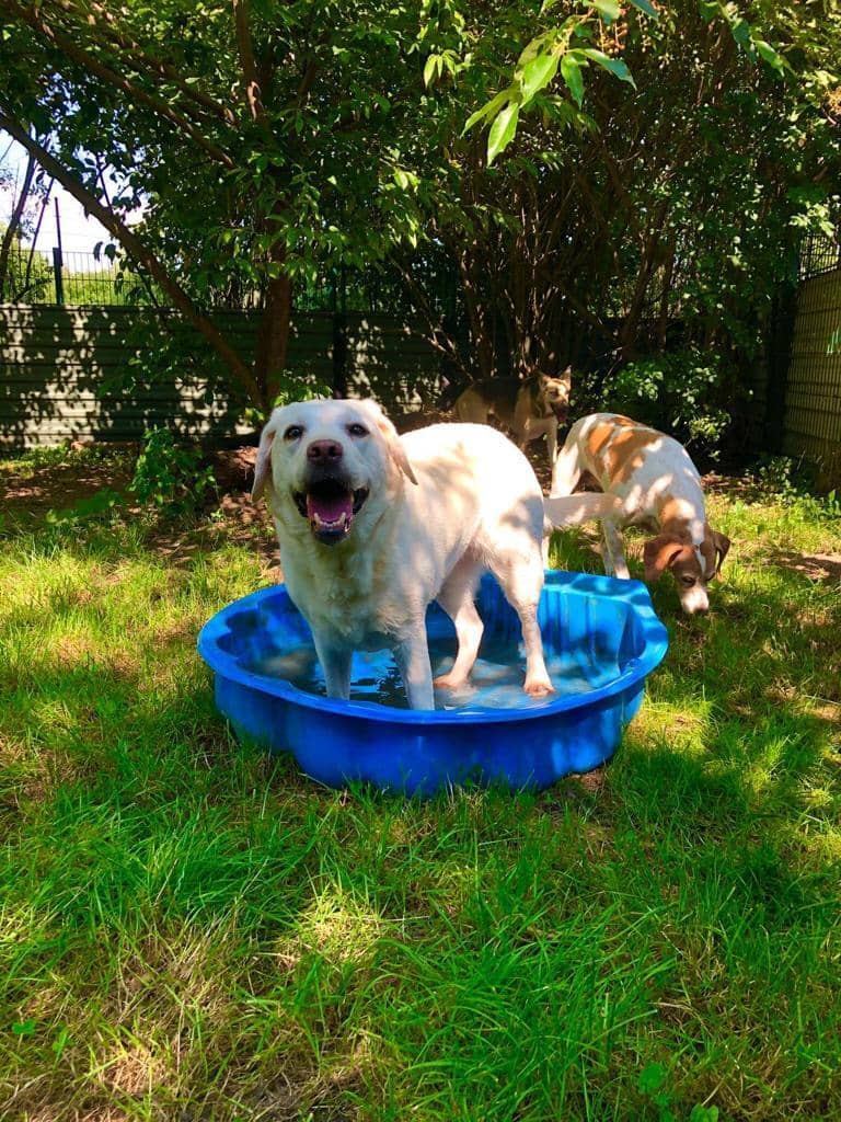 Labrador steht an einem Sommertag vergnügt im blauen Planschbecken