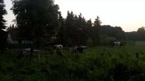 Kühe grasen in der Abenddämmerung auf der Weide nahe der alten Mühle