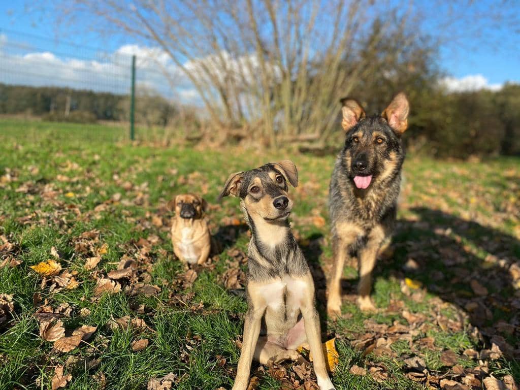 Drei Hunde einer Gruppe sitzen entspannt zusammen in der Herbstsonne