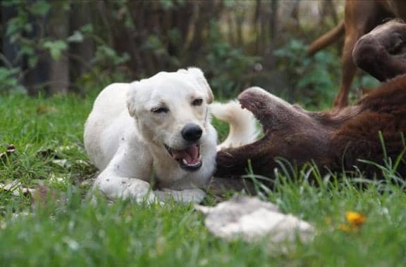 Junger heller Labrador spielt ausgelassen mit einem braunen Hund im Gras