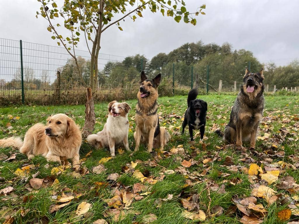 Harmonische Fünfergruppe sitzt nebeneinander im Herbstlaub eines Freilaufs