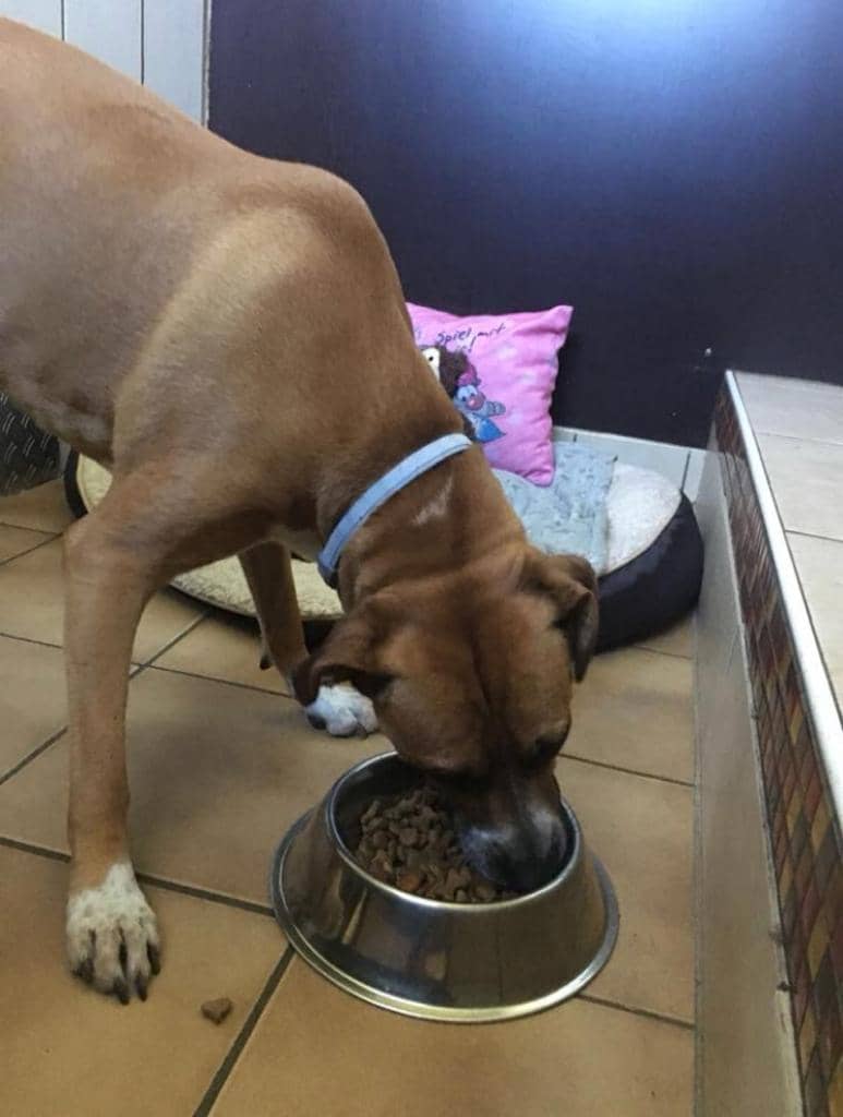 Hundegast frisst in aller Ruhe aus seinem eigenen Napf im gefliesten Zimmer