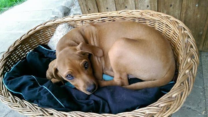 Hund liegt zusammengerollt im Weidenkörbchen auf einer weichen Decke und döst