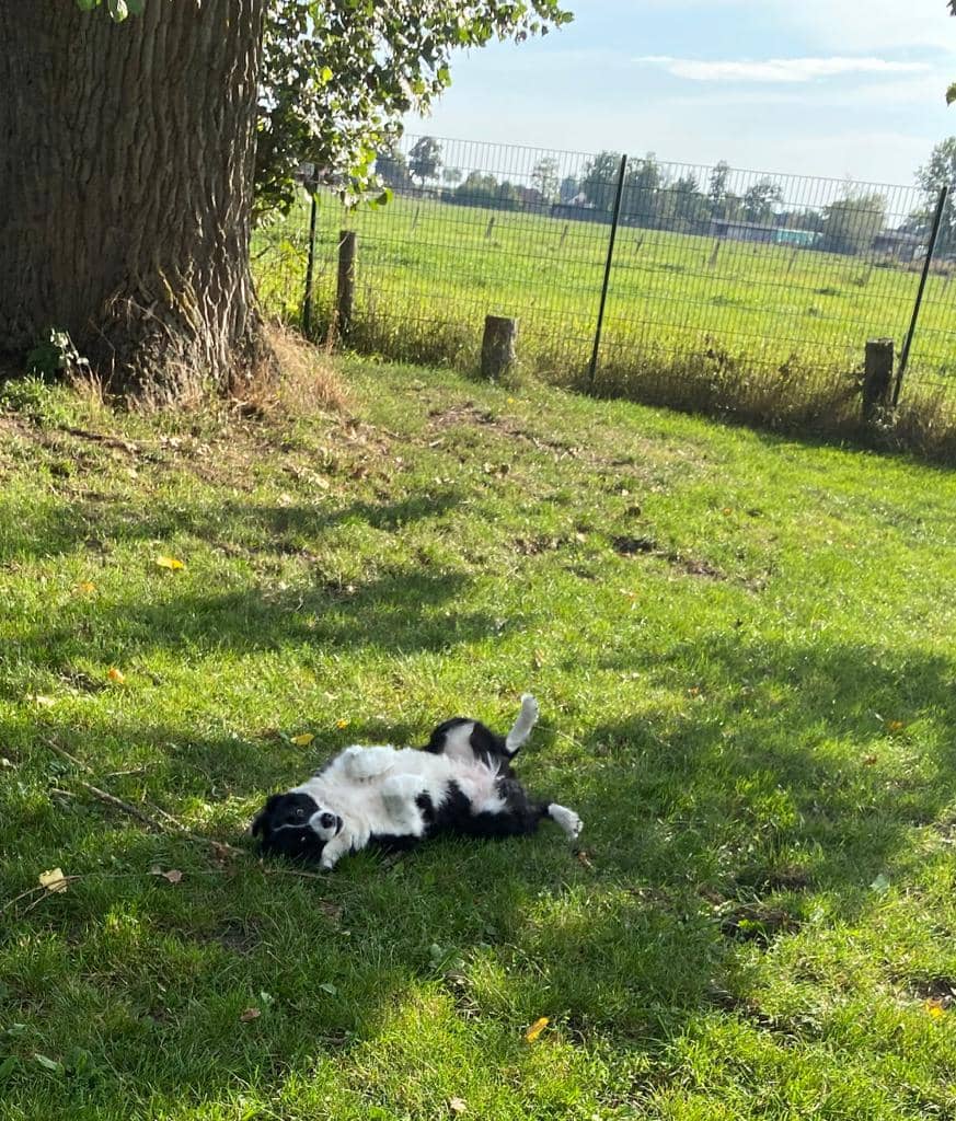 Border Collie wälzt sich genüsslich im Gras unter dem großen Baum – dahinter die weiten Felder