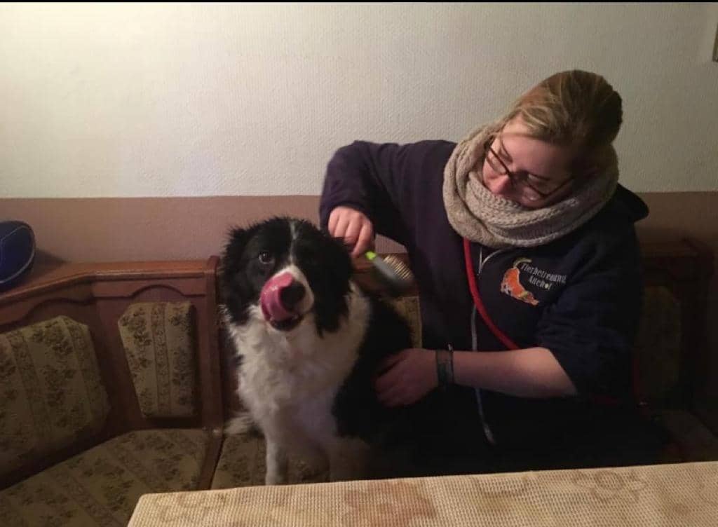 Betreuerin bürstet einen Border Collie im warmen „Wohnzimmer“ des Auehofs