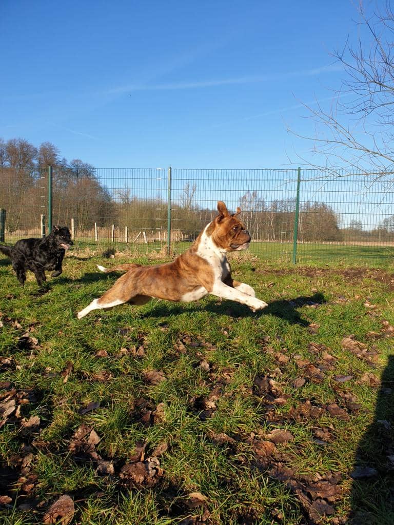 Boxer fliegt beim Toben förmlich über die Wiese, ein schwarzer Hund rennt fröhlich hinterher