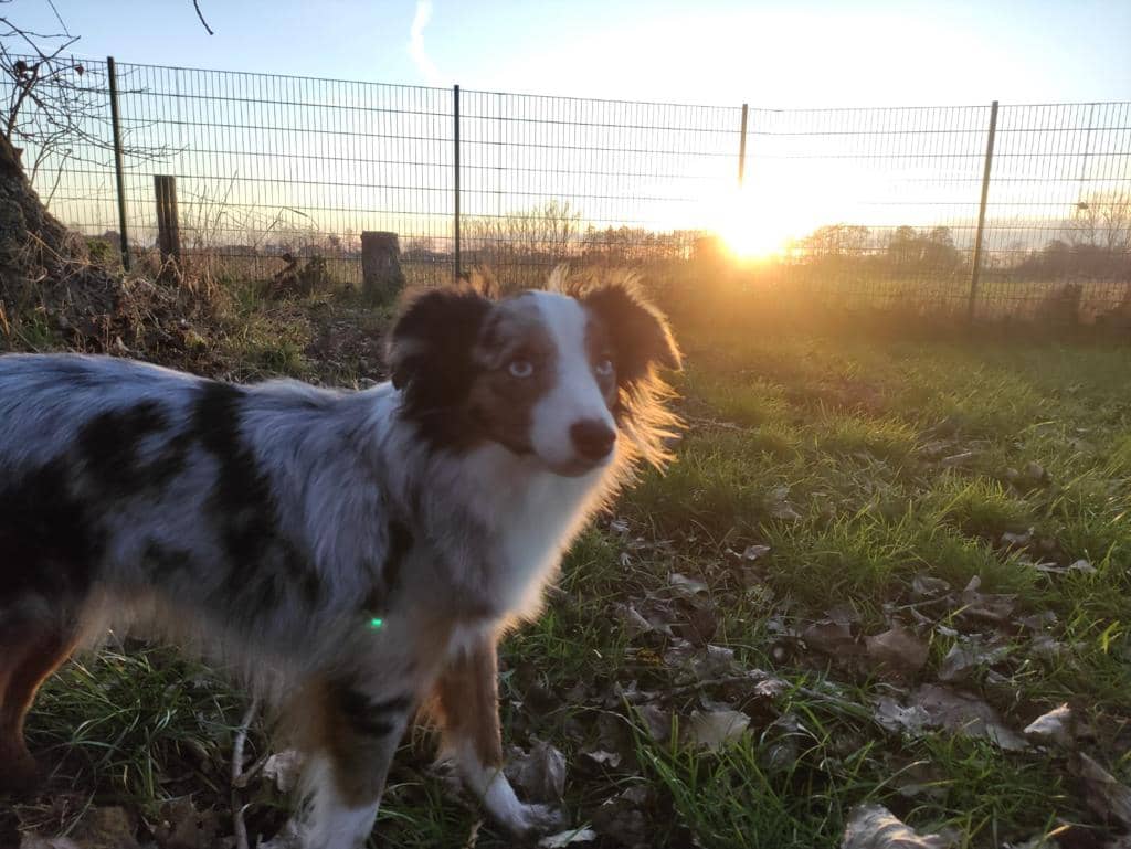 Junger Australian Shepherd steht im ersten Morgenlicht auf der Wiese – hinter dem Zaun geht die Sonne über den Feldern auf