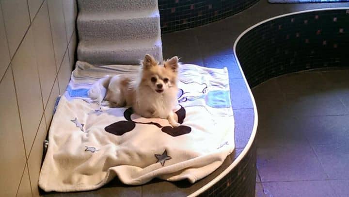Chihuahua liegt entspannt auf einer Kuscheldecke auf seinem Liegepodest
