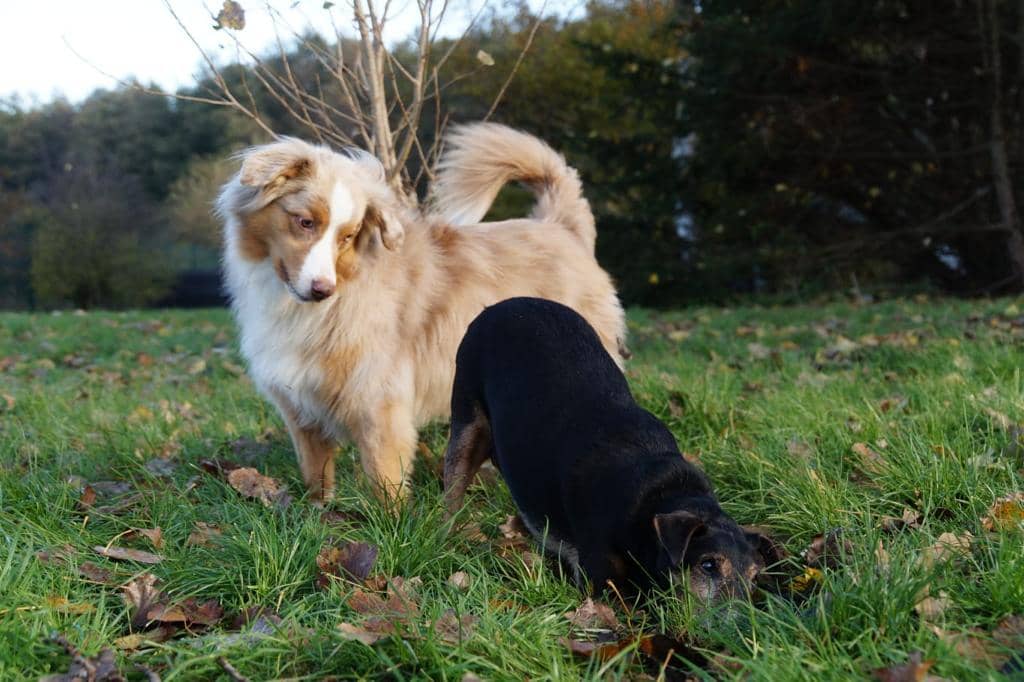 Australian Shepherd und kleiner schwarzer Hund schnuppern im Herbstlaub eines Freilaufs