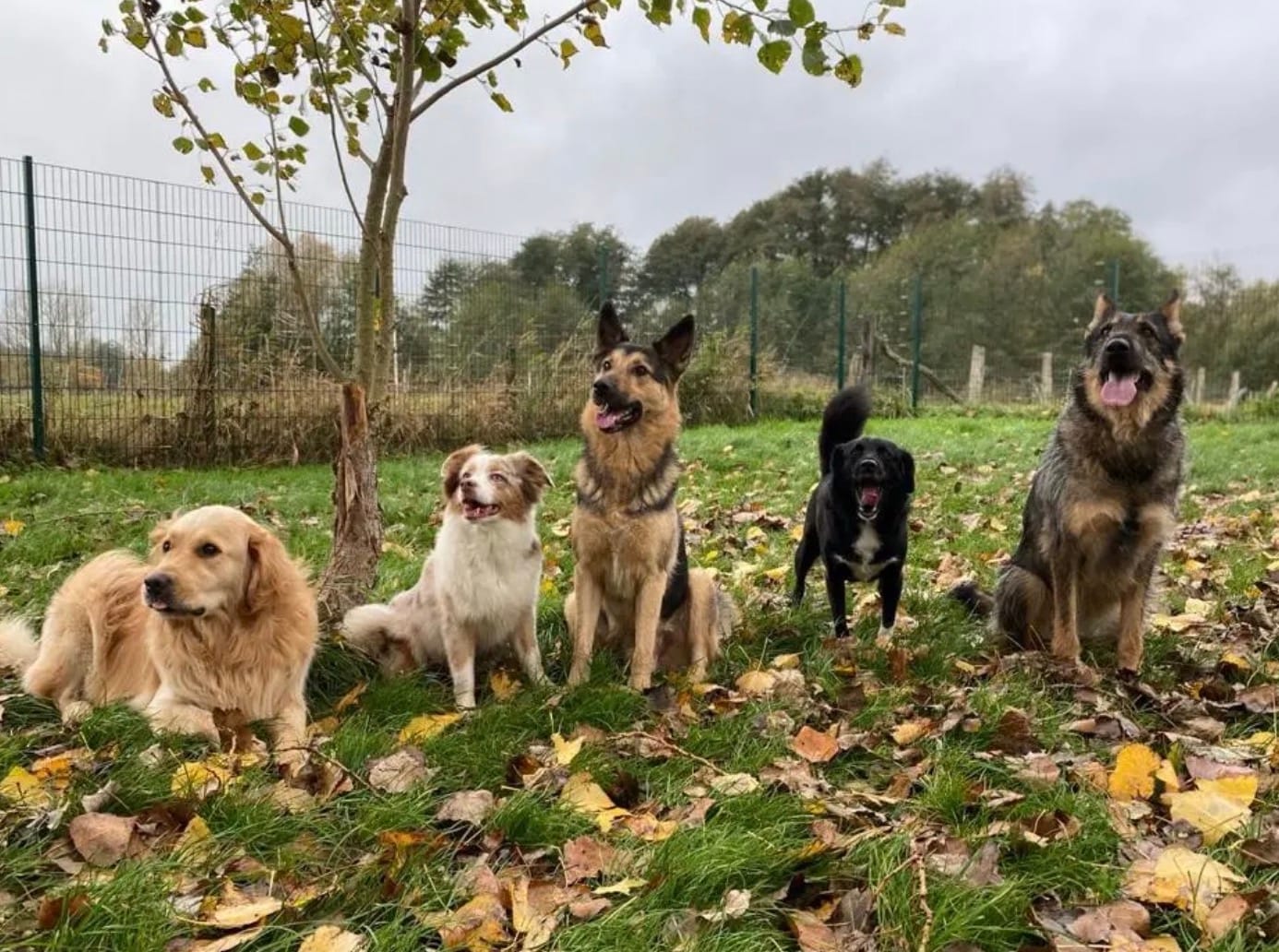 Fünf Hundegäste sitzen brav nebeneinander im Herbstlaub – vom Golden Retriever bis zum Schäferhund